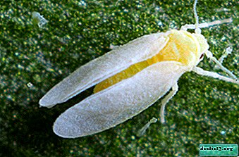 ¿Qué es una mosca blanca? Tipos de insectos, sus daños y métodos de eliminación.