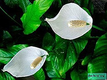 ¿Qué es la floración del spathiphyllum? Características de cuidado