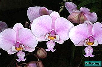 What is Schiller's phalaenopsis, what are the features of flowering and care, what does it look like in the photo?