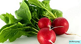 What is radish? Description, photos, growing instructions