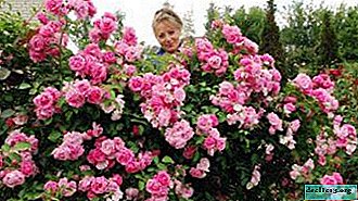 What is a Lavinia rose, and how to properly care for this flower? - Garden plants
