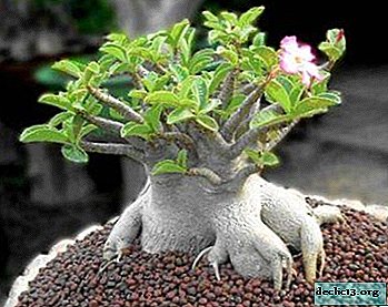 What is adenium arabicum or "desert rose"? Growing and caring for a flower