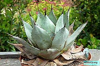 What is agave, how does it look and what should be guided in order not to be confused with cactus or aloe?