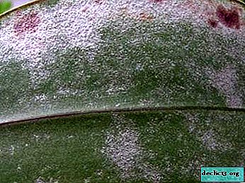 Hvad er en hvid belægning på en orkidé, hvorfor vises den, hvordan man håndterer det med hjemmemedisiner?
