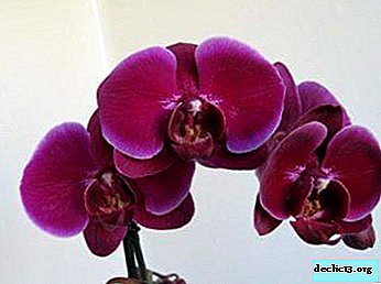 What is a burgundy orchid, what care does it require and how does it look in the photo?