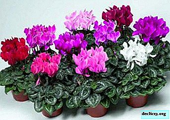 What is Persian cyclamen and how to properly care for it?