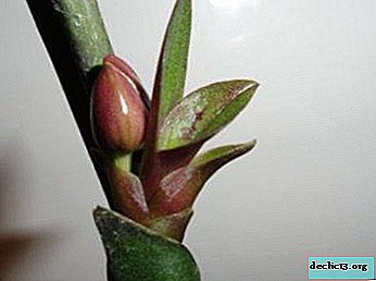 O que é uma orquídea bebê e como cultivá-la em um pedúnculo?