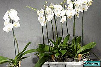 Phalaenopsis สีขาวคืออะไรและวิธีการดูแลมัน? เคล็ดลับการจัดดอกไม้มือใหม่