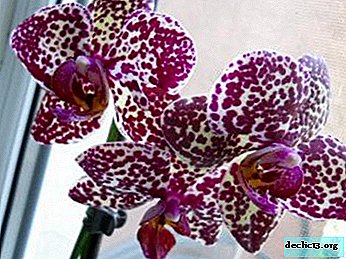 What is Phalaenopsis Wild Cat and how to care for it?