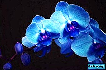 What is phalaenopsis blue, are there orchids of this color in nature, and how are they cared for?