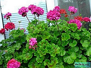 What is zoned geranium and what are the rules for home care? - Home plants