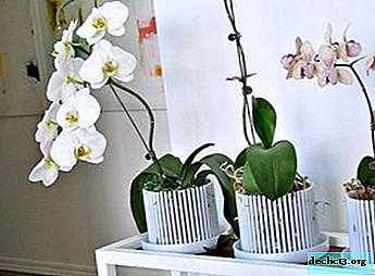 What is a “crown” pot for an orchid and how to choose such a cache-pot?