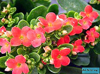 What is Kalanchoe Don Sergio and how to properly care for it?