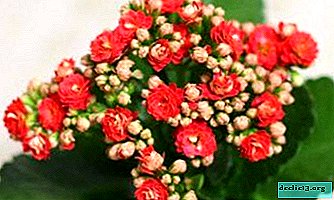 What is a Kalanchoe mix and how to care for it?