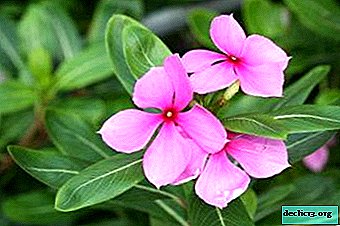 What is catharanthus pink and how to care for it?