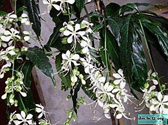 What is Wollich's clerodendrum and how to properly care for it at home
