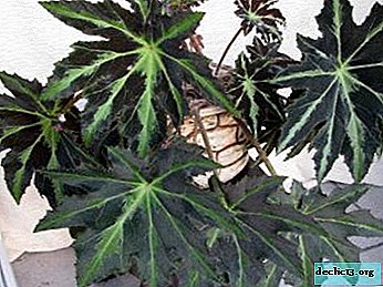 Kaj je sobna rastlina begonija in kakšno nego potrebuje?