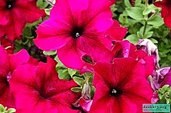 What is large-flowered petunia and how to care for it?