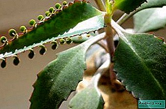 What is therapeutic Kalanchoe and how to care for it?