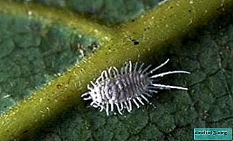 What is a mealybug and how to deal with it on indoor plants?