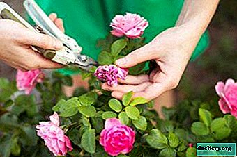 Was ist das Beschneiden von Rosen, brauchen Blumen es und wann ist es am besten, es auszuführen? Verfahrensempfehlungen
