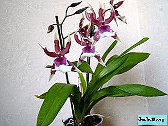 Kas yra Cumbria orchidėja ir kaip ja rūpintis?