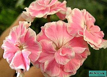 What is zonal pelargonium, what varieties exist, what is necessary for growing care?