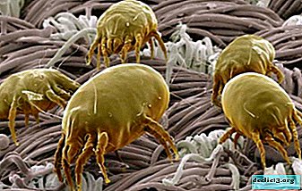 What is a dust mite, where does it live, what is harmful and how to get rid of it?