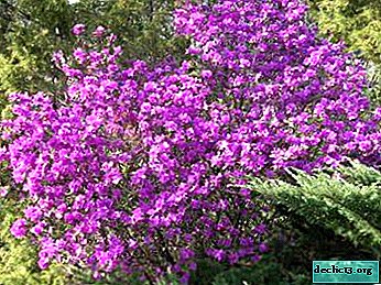 Daursky rhododendron: description détaillée et photo d'une plante merveilleuse - Plantes de jardin