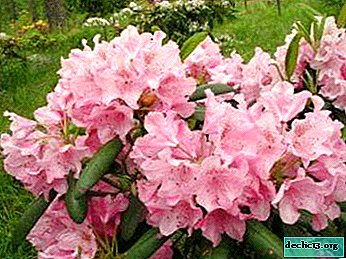 What is the Helsinki University rhododendron, how to propagate and care for the plant? - Garden plants