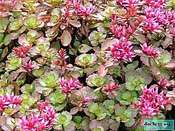 What is false raspberry sedum, what is its appearance and how to plant it at home?