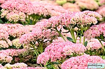 What is the Herbstfroyde Sedum Television, what does it look like, what are the features of planting and caring for it?