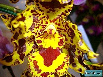 Co je to tygří orchidej a jak se o ni starat?