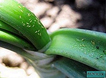 What are thrips and how to deal with them if they appeared on orchids?