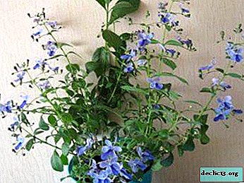 What is Ugandan clerodendrum and how to care for it? Plant photo