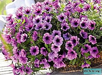 What is vegetative petunia and how does it multiply? Photos of plant varieties and tips on planting and care