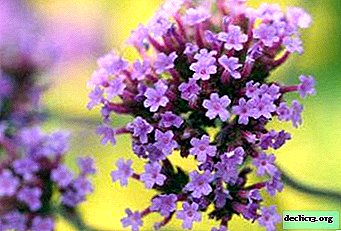 What is medicinal verbena and how to grow it on your site?