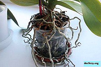 Kas yra orchidėjų orinės šaknys? Priežiūros patarimai