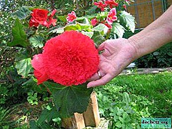 ما هي البغونية الحمراء الزاهية وكيفية العناية بهذه النبتة المنزلية؟