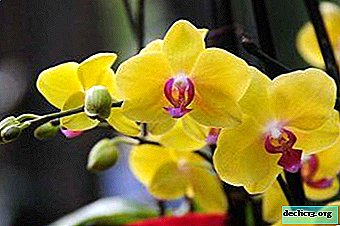 Hvad er en gul phalaenopsis-orkidé, pleje af planter og fotos