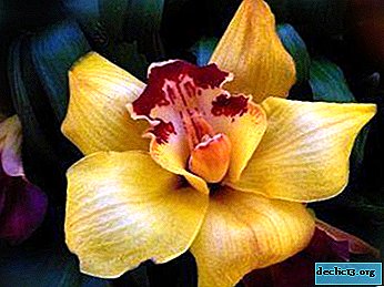 What is a golden orchid and how to care for it at home?