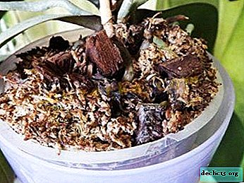 Was ist in der Erde für Phalaenopsis-Orchideen enthalten und wie kann man ein Substrat für das Wachsen mit eigenen Händen herstellen?