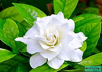 Wat voor soort plant is jasmijn gardenia? Kenmerken van thuis groeien