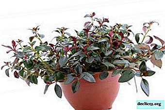 What kind of plant peperomia variegate and how to properly care for it?