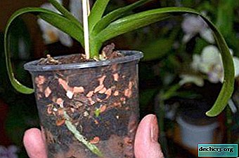 A wonderful substrate for growing orchids: all about ceramis, its features and advantages
