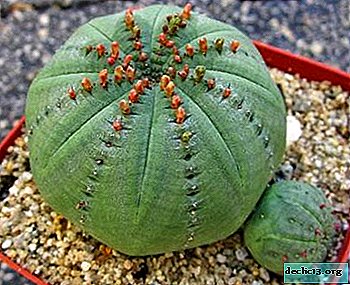 Stebukliniai rutuliai Euphorbia riebalai! Augalų priežiūra ir dauginimas