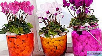 Miracle on the window - cyclamen mix
