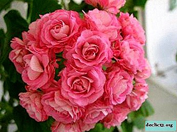 Miracle on your windowsill - pink geranium
