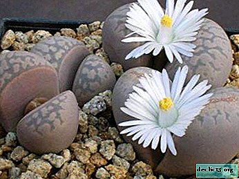 A miracle of nature - lithops or "living stones". Rules of care and photo of the flower