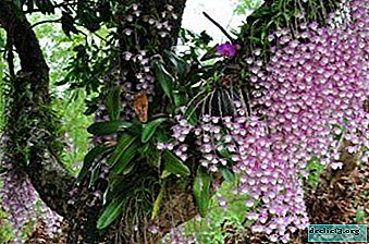 Milagre da natureza - orquídea Phalaenopsis